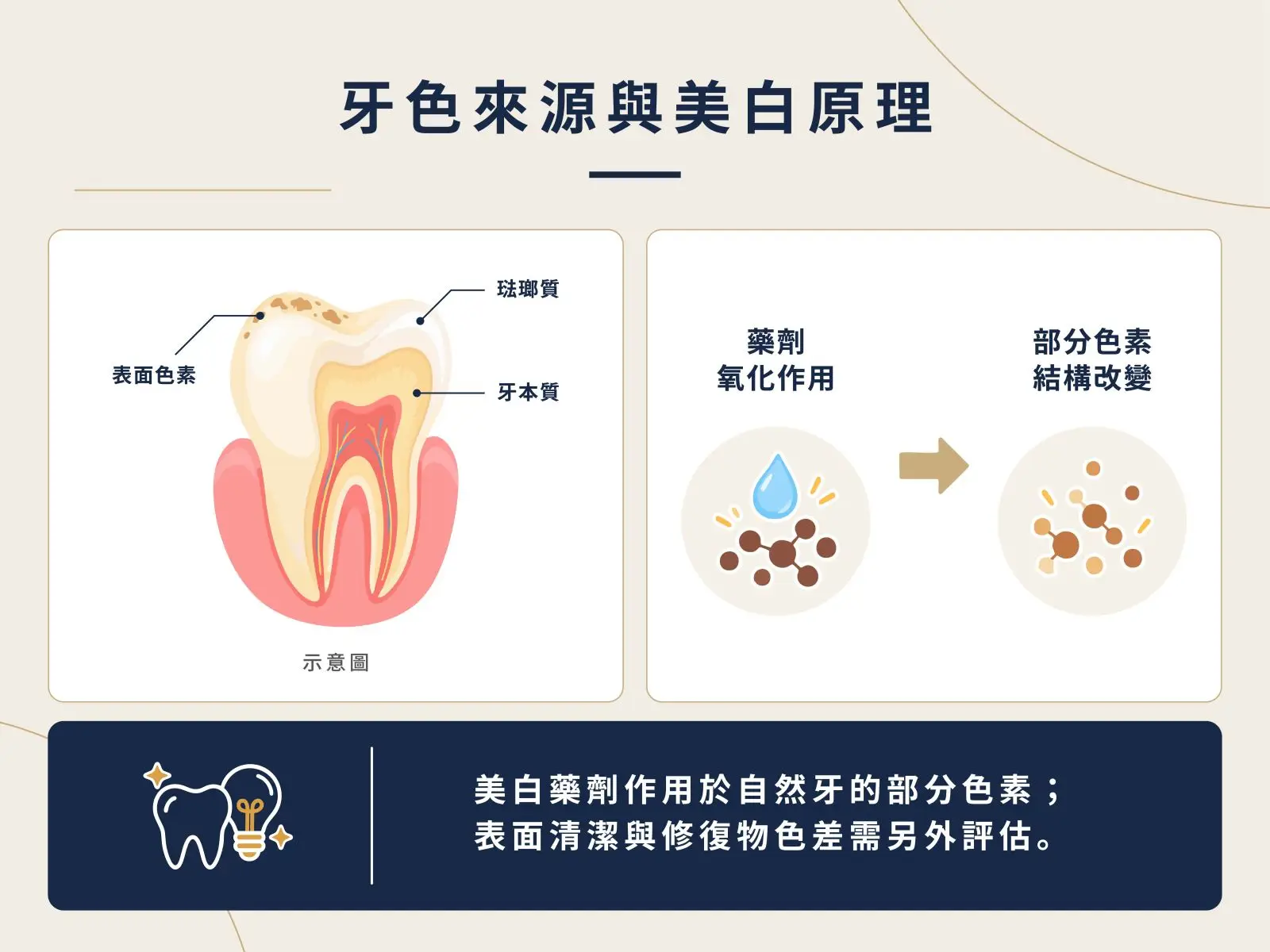 琺瑯質牙本質牙色來源與牙齒美白氧化作用示意圖。